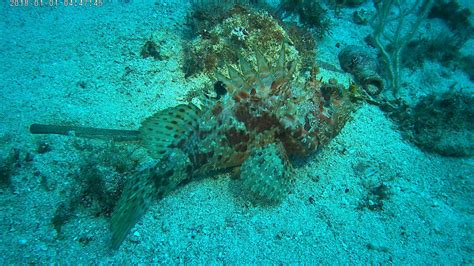 coelacanthe valence|Inscriptions – Cœlacanthe Plongée.